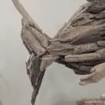 close up of fish tail